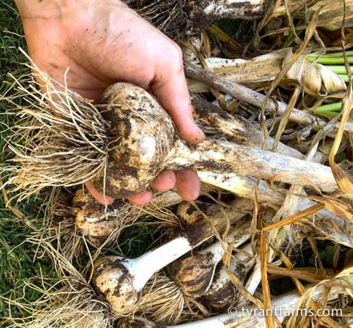 A Love Story Why and How to Grow Hardneck Garlic Tyrant Farms